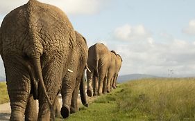 Knysna Elephant Park Lodge